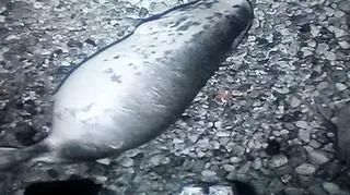 Ewa na "foczej porodówce"