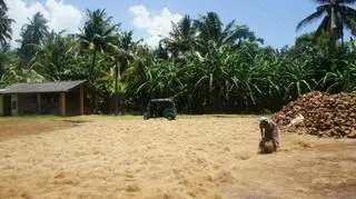 Farma kokosowa