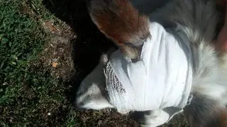 Fart po wizycie u lekarza