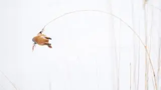 "Feather heavy" Michel d'Oultremont, Belgia - zwycięzca w kategorii "wschodząca gwiazda"