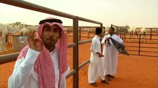 Festiwal Wielbłądów w Arabii Saudyjskiej