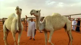Festiwal Wielbłądów w Arabii Saudyjskiej