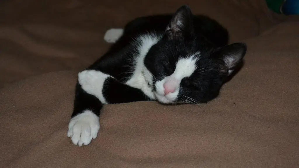 Figaro