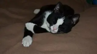 Figaro