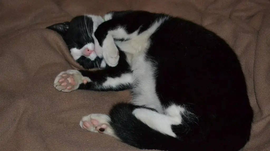Figaro