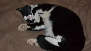 Figaro