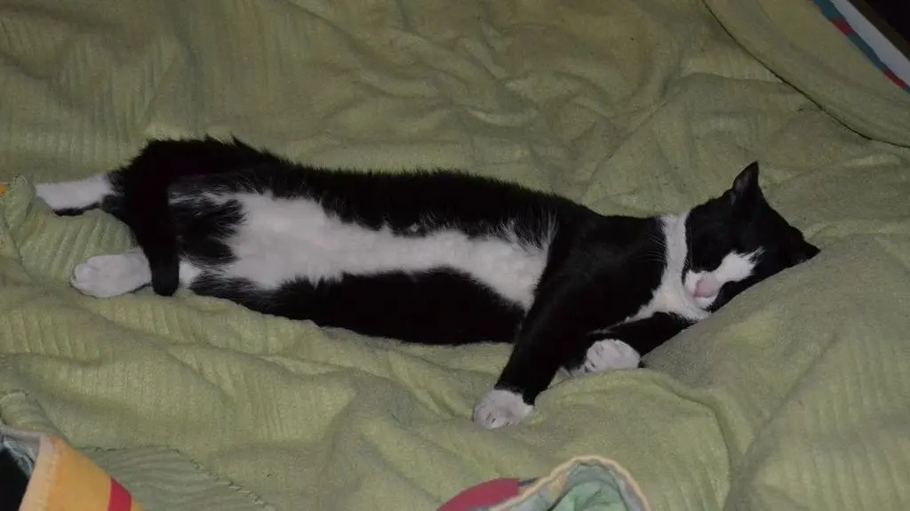 Figaro