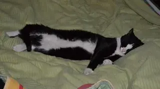 Figaro