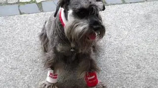 Figo kibicuje Polakom