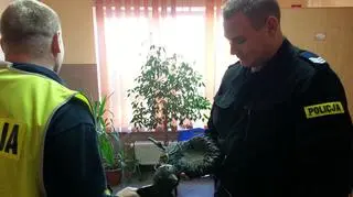 Figurka na razie jest na łódzkim komisariacie, ale niedługo wróci do Parku Źródliska