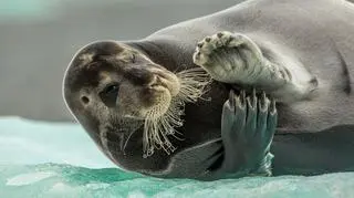 'Flirting Bearded Seal' Audun Rikardsen, Norwegia