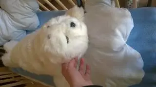 Foczka uwielbia być głaskana
