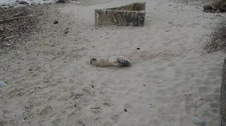 Foczka znaleziona na plaży w Gdyni Orłowo
