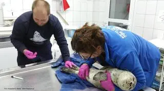 Foka była bardzo osłabiona 