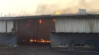 fot. internauta Rocky