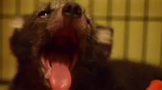 Futrzaki najbardziej dokazują nocą