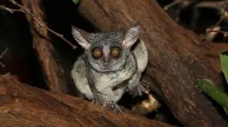 Galago można już oglądać w pawilonie zwierząt nocnych