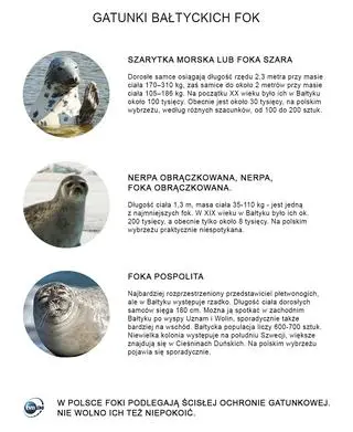 Gatunki bałtyckich fok