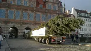 Gdańskie drzewko ma 28-metrów