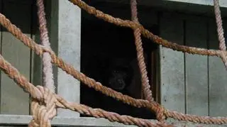 Gibbon Jurek 