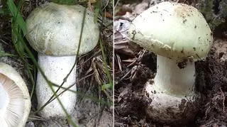 Gołąbek zielonawy i muchomor sromotnikowy