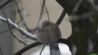 Gołębie zimą (Pan Artur)