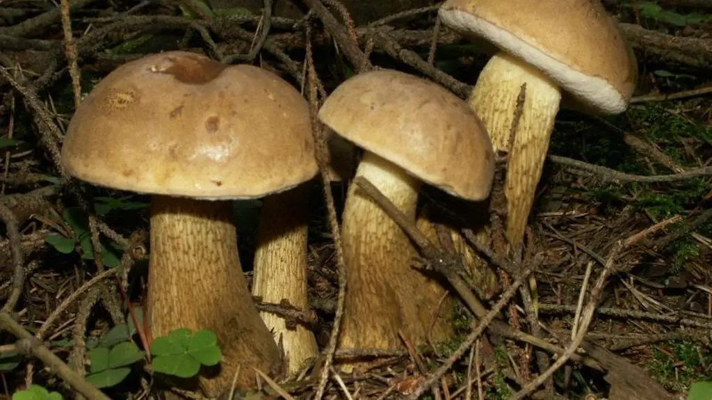 Goryczak żółciowy