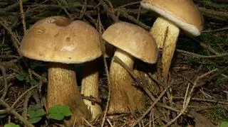 Goryczak żółciowy