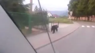 Grasujący w Gołkowicach miś nie szuka pożywienia, a miejsca dla siebie