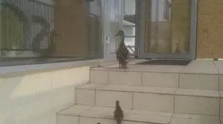 Grupce przewodziła kacza mama
