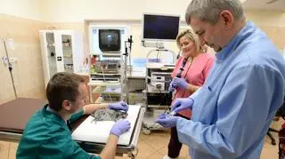 Gryzoń podczas zabiegu