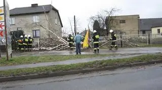 Grzegorz Bratek sfotografował powalone drzewo w gminie Pszczyna