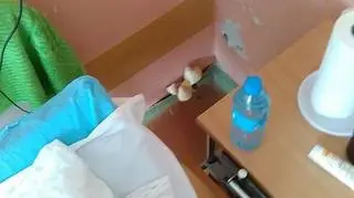 Grzyby wyrosły za metalową szafką