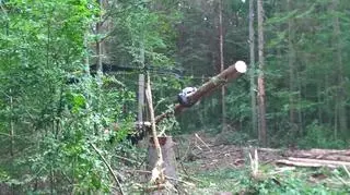 Harwester pracuje w poniedziałek w Puszczy Białowieskiej
