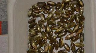 Haszysz, który 31- i 25-latek przewozili pochodził najprawdopodobniej z Hiszpanii