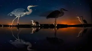 "Herons in time and space" Bence Máté, Węgry - zwycięzca kategorii "ptaki"