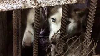 Husky w kojcu