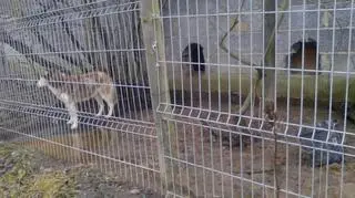 Husky w kojcu