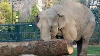 Aktualnie czytasz: Baby i Citty dostały nowe zabawki