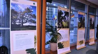 Informacje o drzewach