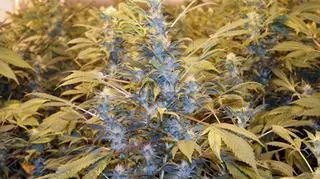 Interes kwitł... (fot. policja.pl)