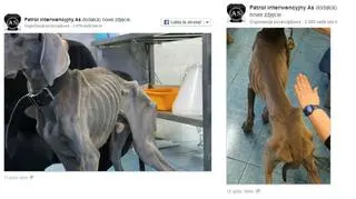 Internauci wstrząśnięci losem zwierzęcia