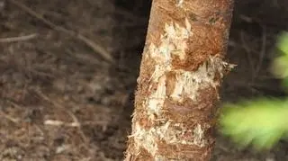 Jako weterynarze wiele już w życiu widzieliśmy, ale to przerosło nawet nas