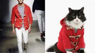 Jasper, czyli Pan Styczeń, okazał się "najbardziej męskim" z wszystkich kocich modeli