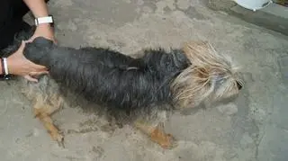 Jazza wyży tylko 11 kg 