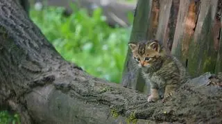 Jeden z nowych mieszkańców wrocławskiego zoo