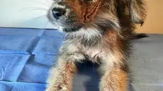 Jeden z odebranych szczeniaków