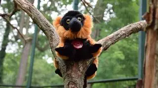 Jeden z prezentów - maskotka - oczywiście lemur wari