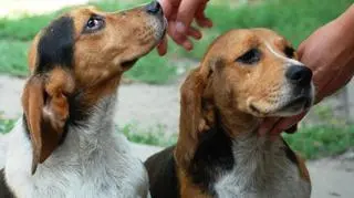 Jeden z psów ma trzecią powiekę, drugi może być całkiem niewidomy