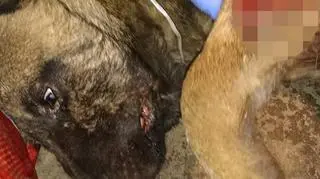 Jeden z psów został pogryziony przez drugiego